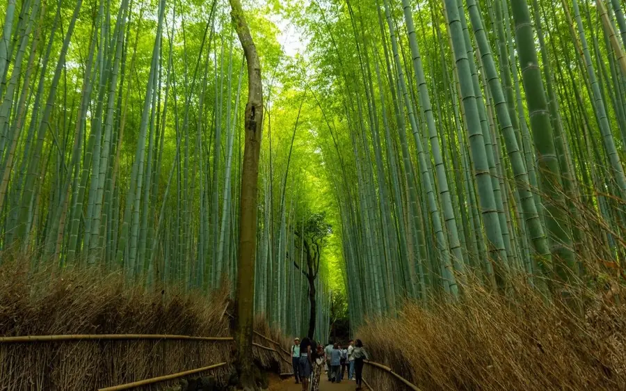 The bamboo grove path at Arashiyama in Kyoto